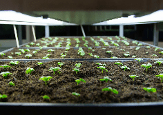 Spaced Basil Spaced out organic grow systme