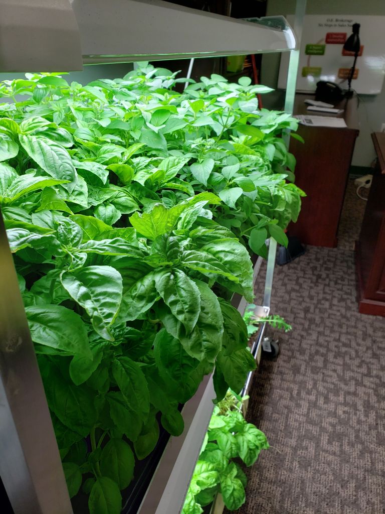 Organic Basil organic basil in grow system