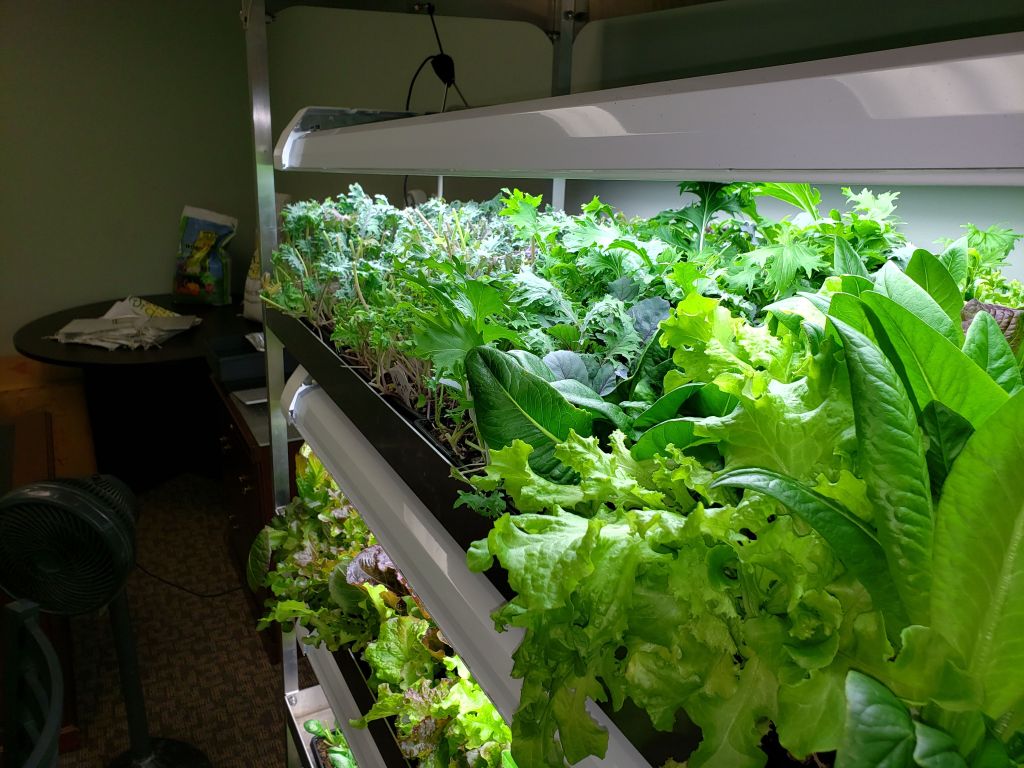 Organic Greens Lettuce and Kale Gowth Organic